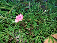 Portulaca grandiflora