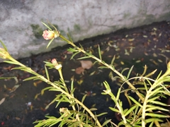 Portulaca grandiflora