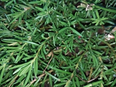 Portulaca grandiflora