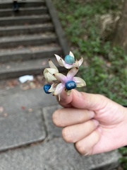 Clerodendrum fortunatum