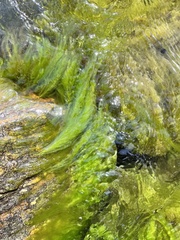 Cladophora glomerata