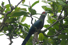 Phaenicophaeus sumatranus