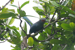 Phaenicophaeus sumatranus