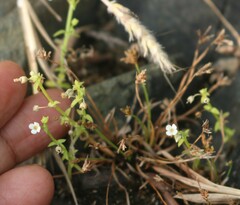 Mitrasacme prolifera