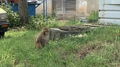 Macaca mulatta