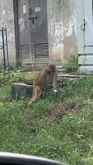 Macaca mulatta