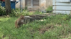 Macaca mulatta