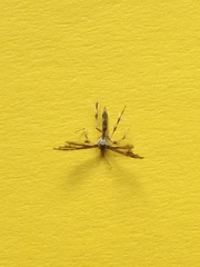 Geina tenuidactylus
