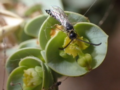 Poecilotiphia guichardi