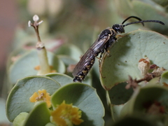 Poecilotiphia guichardi