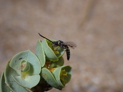 Poecilotiphia guichardi