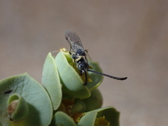 Poecilotiphia guichardi