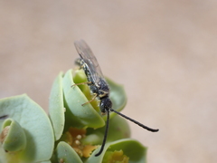 Poecilotiphia guichardi