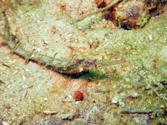 Halicampus macrorhynchus