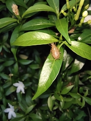 Ectobiidae