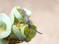 Poecilotiphia guichardi