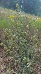 Artemisia sieversiana