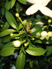 Ectobiidae
