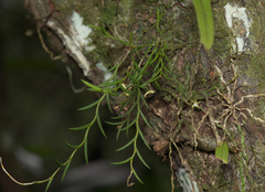 Dendrobium acerosum