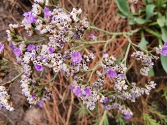 Limonium algarvense
