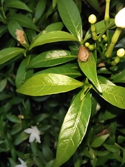 Ectobiidae