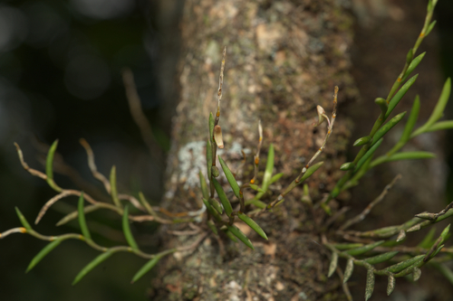 Dendrobium acerosum, photograph 3