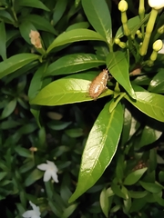 Ectobiidae