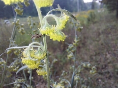 Artemisia sieversiana
