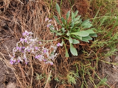 Limonium algarvense