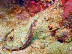 Halicampus macrorhynchus