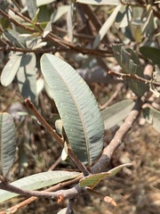 Ozoroa paniculosa