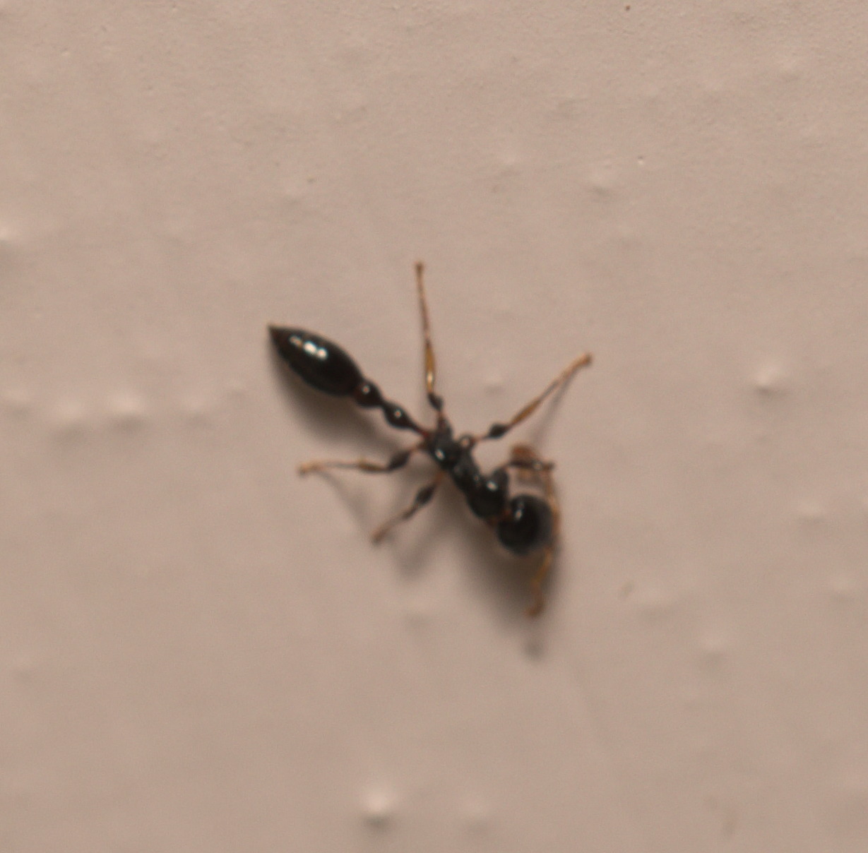 Tetraponera nitida