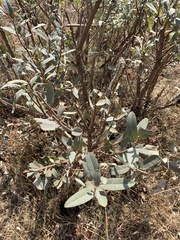 Ozoroa paniculosa