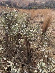 Ozoroa paniculosa
