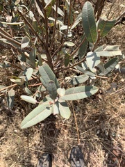 Ozoroa paniculosa