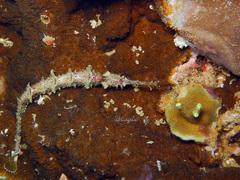 Halicampus macrorhynchus