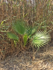 Washingtonia robusta