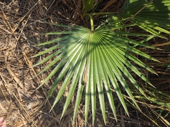 Washingtonia robusta