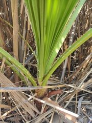 Washingtonia robusta