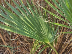 Washingtonia robusta