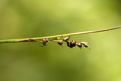Carex globularis