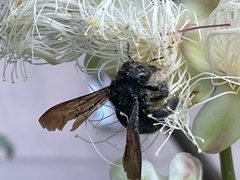 Xylocopa flavifrons