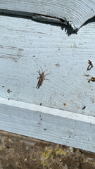 Chorthippus brunneus