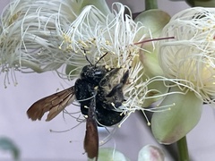 Xylocopa flavifrons
