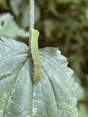 Euplexia