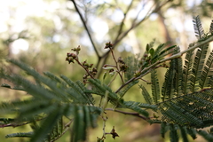 Acacia nanodealbata
