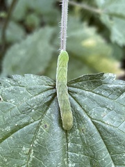 Euplexia