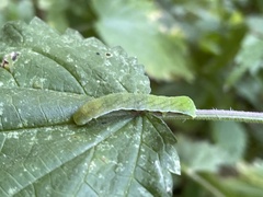 Euplexia