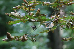 Poecile montanus