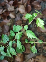 Magnoliopsida